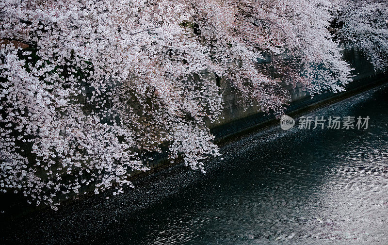 樱花在东京/目黑河